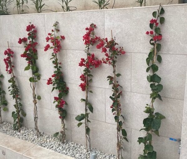 hsm exclusive mallorca garten neubepflanzung