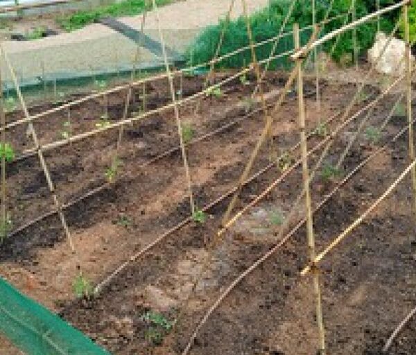 hsm exclusive mallorca pflanzbeet 01