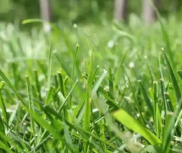 hsm exclusive mallorca sonnen resistentes gras