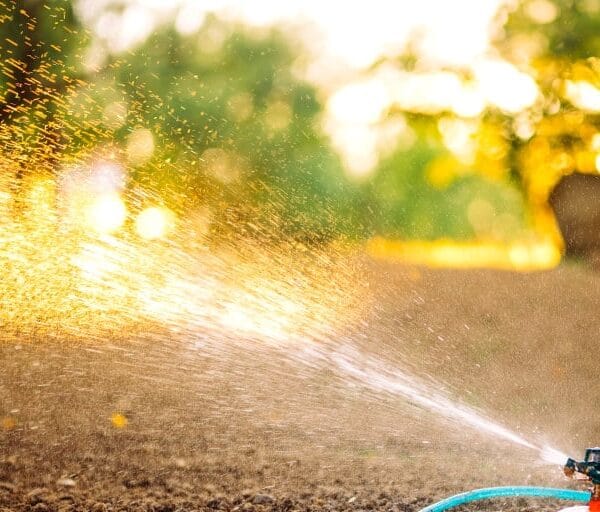 Sommerhitze - Umweltschonende Gartenbewässerung