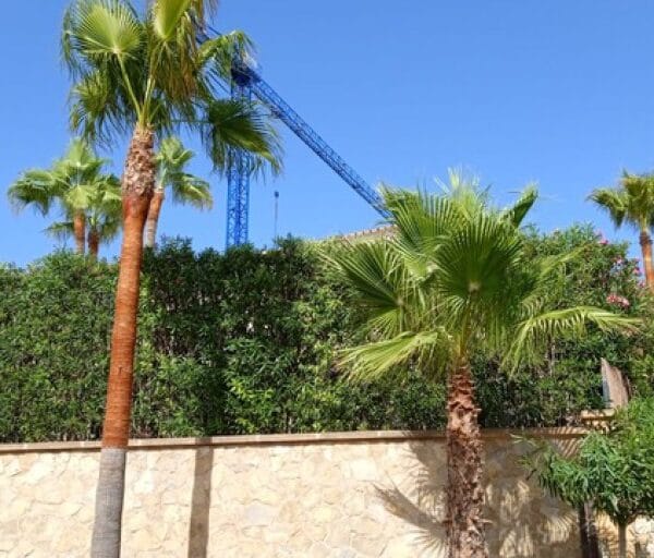 hsm exclusive mallorca palmenreinigung 06