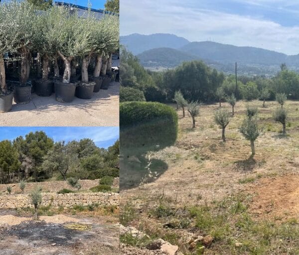 hsm exclusive mallorca garten service