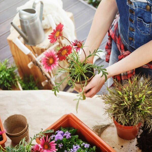 hsm exclusive mallorca garten umgestaltung 02