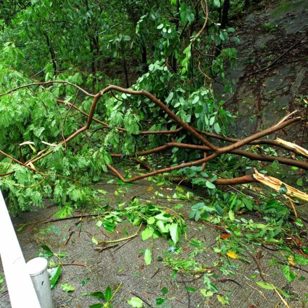 hsm exclusive beseitigung von sturmschaeden