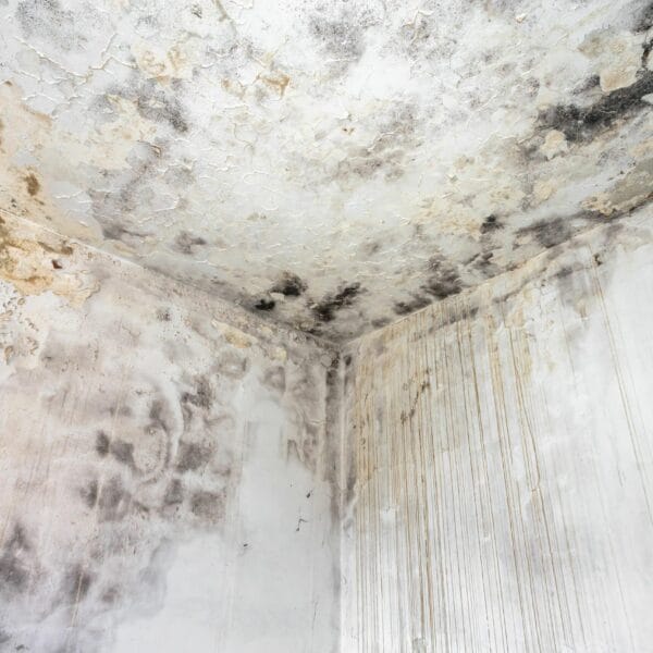 hsm exclusive schimmel beseitigung 01