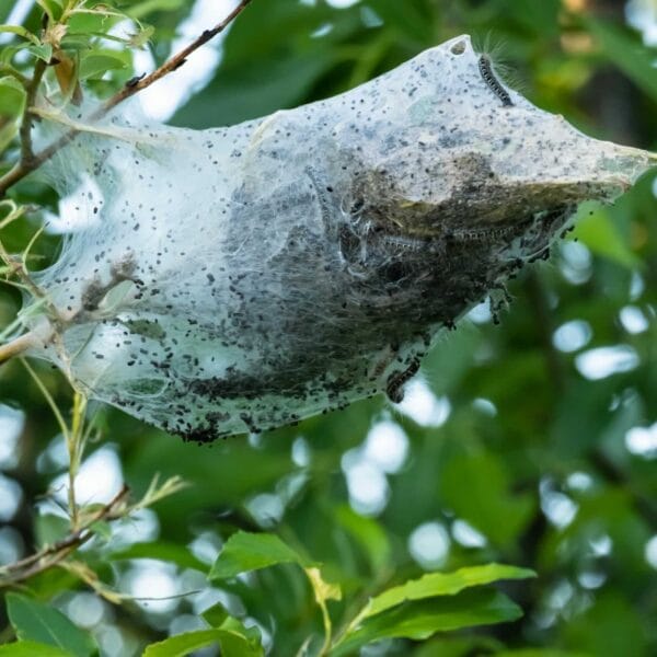 hsm exclusive prozessionsspinner beseitigung