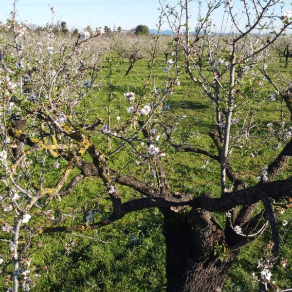 hsm-exclusive-garten-service-mallorca