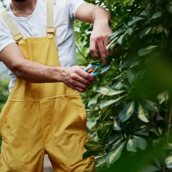 hsm exclusive pflanzen herbstschnitt 09 24