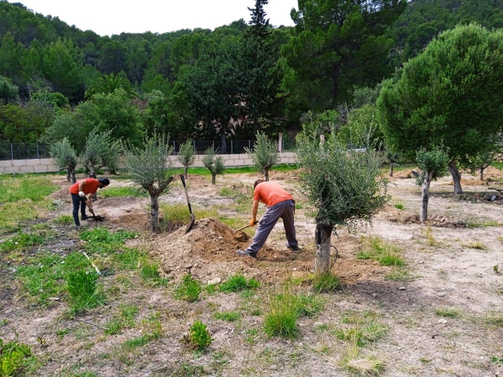 hsm exclusive mallorca olivenbaum pflanzung 08 25 006