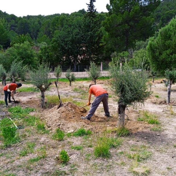 hsm exclusive mallorca olivenbaum pflanzung 08 25 006