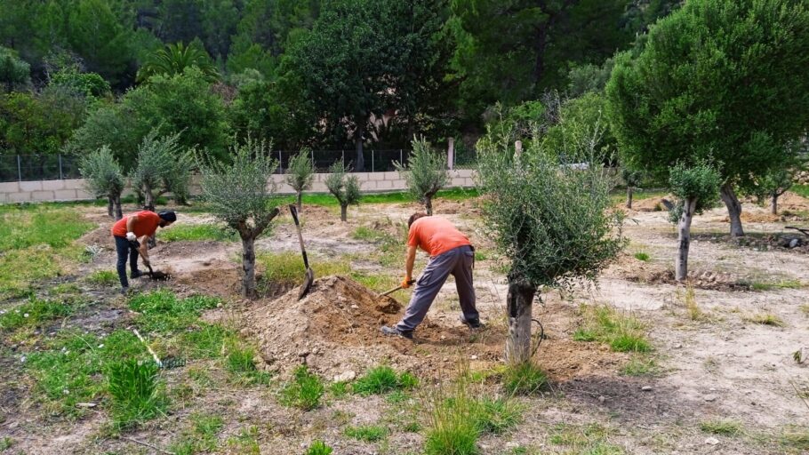 hsm exclusive mallorca olivenbaum pflanzung 08 25 006